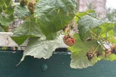 IMG_6698-scaled